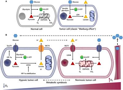 Metabolic Symbiosis and Immunomodulation: How Tumor Cell-Derived Lactate May Disturb Innate and Adaptive Immune Responses